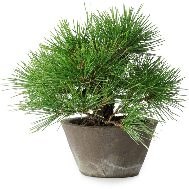 Pinus thunbergii, 21 cm, ± 15 anni