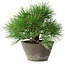 Pinus thunbergii, 21 cm, ± 15 jaar oud