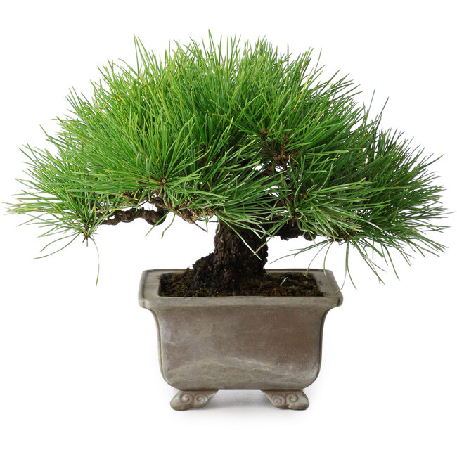 Pinus thunbergii, 18 cm, ± 15 anni