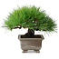 Pinus thunbergii, 18 cm, ± 15 years old