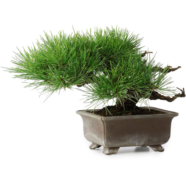 Pinus thunbergii, 18 cm, ± 15 anni
