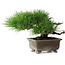 Pinus thunbergii, 18 cm, ± 15 anni