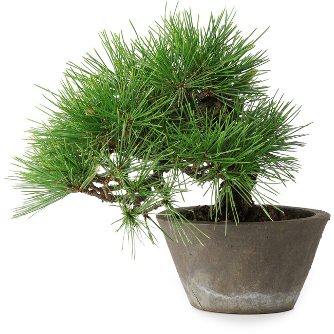 Pinus thunbergii, 21 cm, ± 15 anni