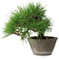 Pinus thunbergii, 21 cm, ± 15 anni
