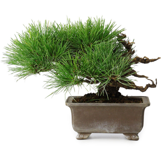 Pinus thunbergii, 18 cm, ± 15 anni