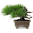 Pinus thunbergii, 18 cm, ± 15 jaar oud