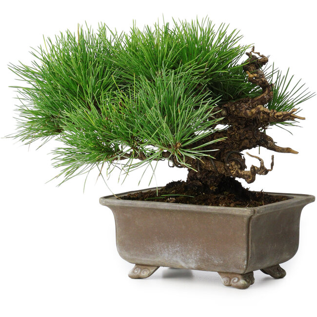 Pinus thunbergii, 18 cm, ± 15 anni
