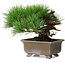 Pinus thunbergii, 18 cm, ± 15 anni