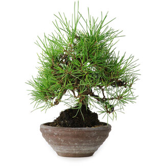 Pinus thunbergii, 19 cm, ± 15 Jahre alt