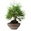 Pinus thunbergii, 19 cm, ± 15 years old