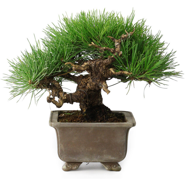Pinus thunbergii, 18 cm, ± 15 jaar oud