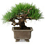 Pinus thunbergii, 18 cm, ± 15 jaar oud