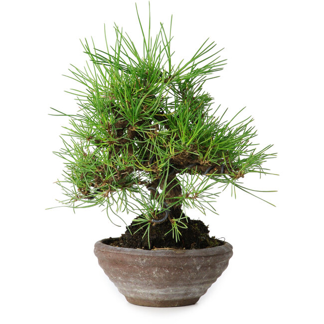 Pinus thunbergii, 19 cm, ± 15 anni