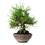Pinus thunbergii, 19 cm, ± 15 jaar oud