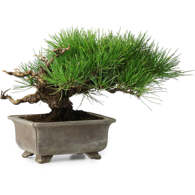 Pinus thunbergii, 18 cm, ± 15 anni