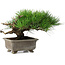 Pinus thunbergii, 18 cm, ± 15 jaar oud