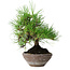 Pinus thunbergii, 19 cm, ± 15 years old