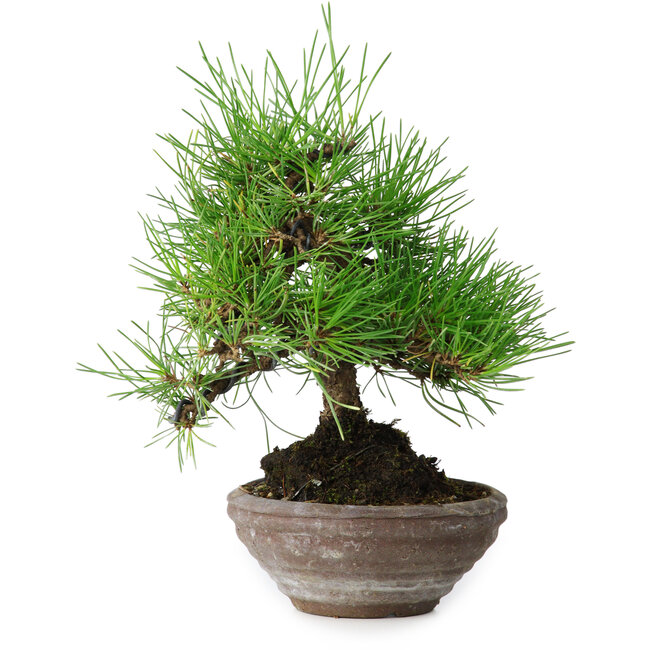 Pinus thunbergii, 19 cm, ± 15 anni