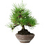 Pinus thunbergii, 19 cm, ± 15 jaar oud