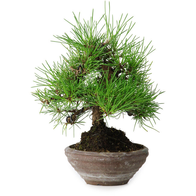 Pinus thunbergii, 19 cm, ± 15 jaar oud