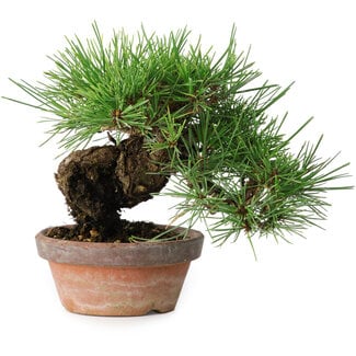 Pinus thunbergii, 17 cm, ± 15 years old