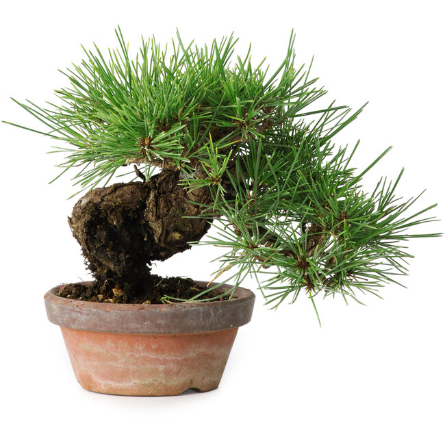 Pinus thunbergii, 17 cm, ± 15 years old