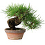 Pinus thunbergii, 17 cm, ± 15 years old
