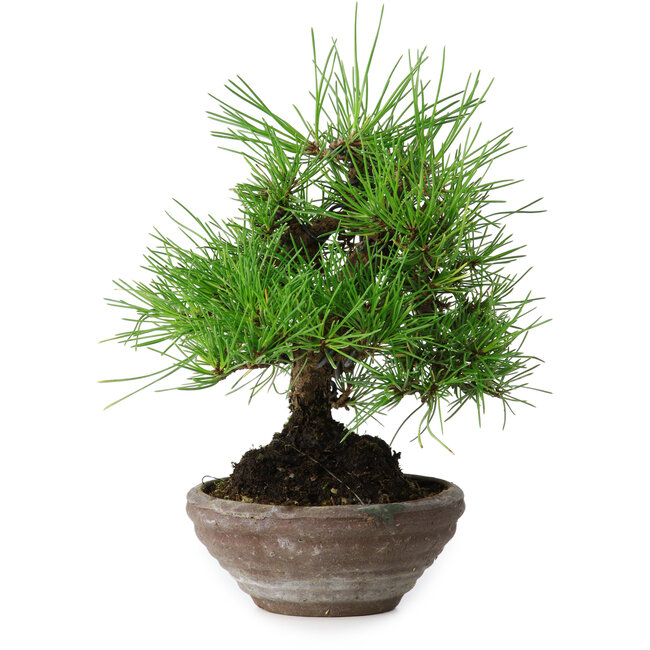 Pinus thunbergii, 19 cm, ± 15 jaar oud