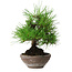 Pinus thunbergii, 19 cm, ± 15 years old