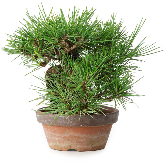 Pinus thunbergii, 17 cm, ± 15 anni