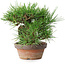 Pinus thunbergii, 17 cm, ± 15 years old
