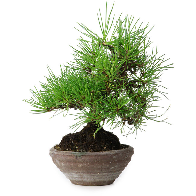 Pinus thunbergii, 19 cm, ± 15 jaar oud