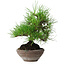 Pinus thunbergii, 19 cm, ± 15 years old