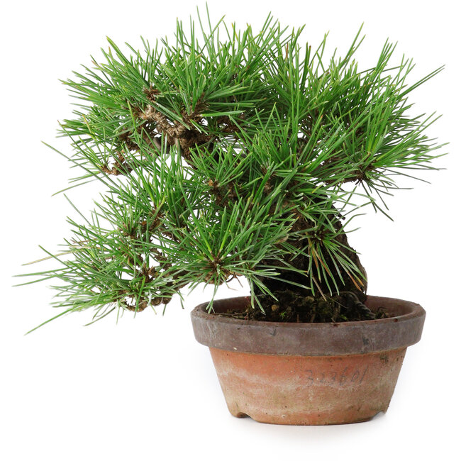 Pinus thunbergii, 17 cm, ± 15 jaar oud
