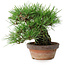Pinus thunbergii, 17 cm, ± 15 years old