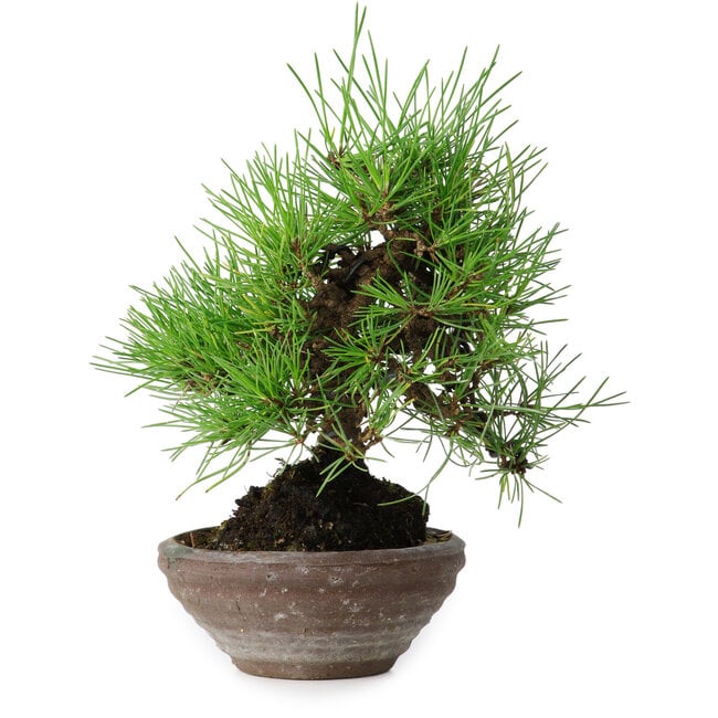 Pinus thunbergii, 19 cm, ± 15 jaar oud