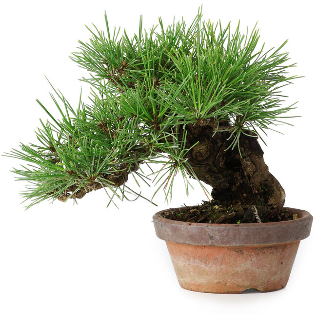 Pinus thunbergii, 17 cm, ± 15 anni