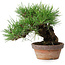 Pinus thunbergii, 17 cm, ± 15 years old