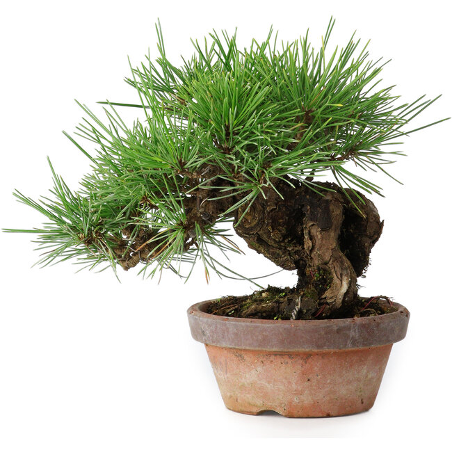 Pinus thunbergii, 17 cm, ± 15 anni