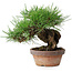 Pinus thunbergii, 17 cm, ± 15 years old