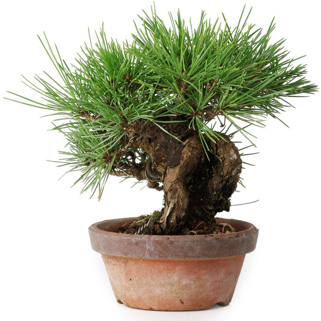 Pinus thunbergii, 17 cm, ± 15 jaar oud