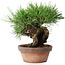 Pinus thunbergii, 17 cm, ± 15 anni