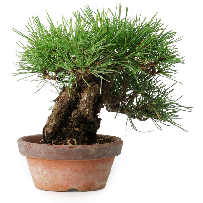 Pinus thunbergii, 17 cm, ± 15 jaar oud