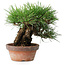 Pinus thunbergii, 17 cm, ± 15 years old