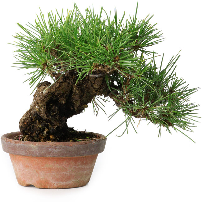 Pinus thunbergii, 17 cm, ± 15 anni