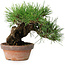 Pinus thunbergii, 17 cm, ± 15 years old
