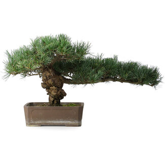 Pinus parviflora, 30,5 cm, ± 20 years old