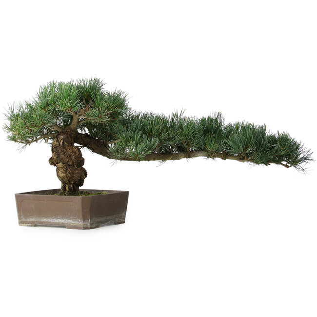 Pinus parviflora, 30,5 cm, ± 20 years old, with a small chip of one edge of the pot