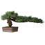 Pinus parviflora, 30,5 cm, ± 20 years old, with a small chip of one edge of the pot