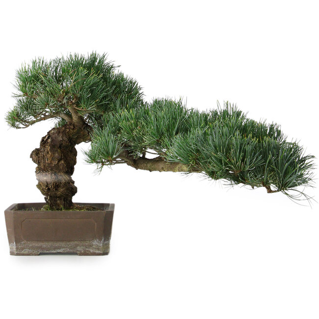Pinus parviflora, 30,5 cm, ± 20 years old, with a small chip of one edge of the pot